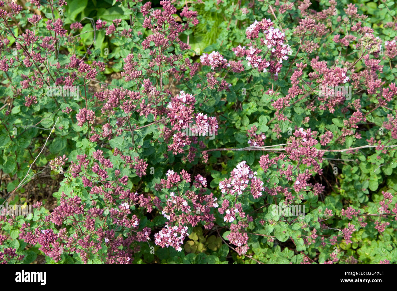 Origanum  dittant `Rose kuppel` labiatae/lamiaceae Stock Photo